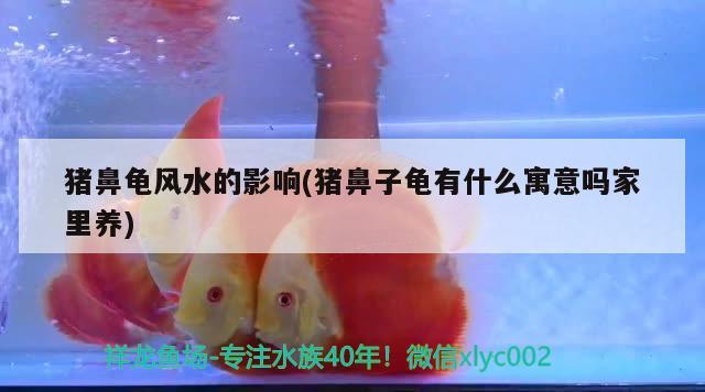 猪鼻龟风水的影响(猪鼻子龟有什么寓意吗家里养) 猪鼻龟