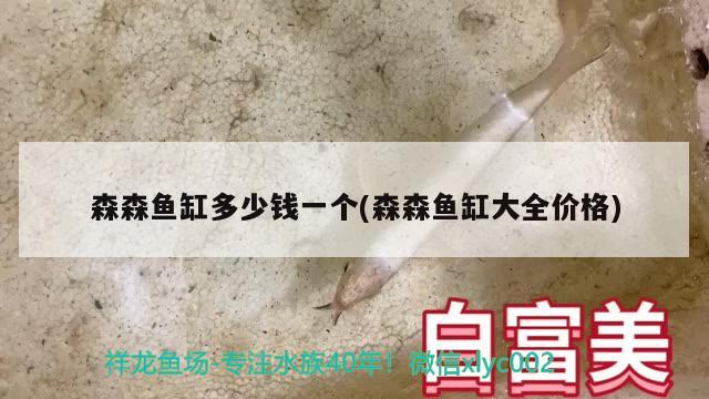 森森鱼缸多少钱一个(森森鱼缸大全价格) 玫瑰银版鱼