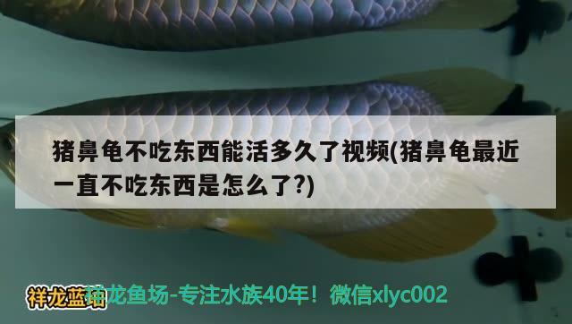 猪鼻龟不吃东西能活多久了视频(猪鼻龟最近一直不吃东西是怎么了?) 猪鼻龟