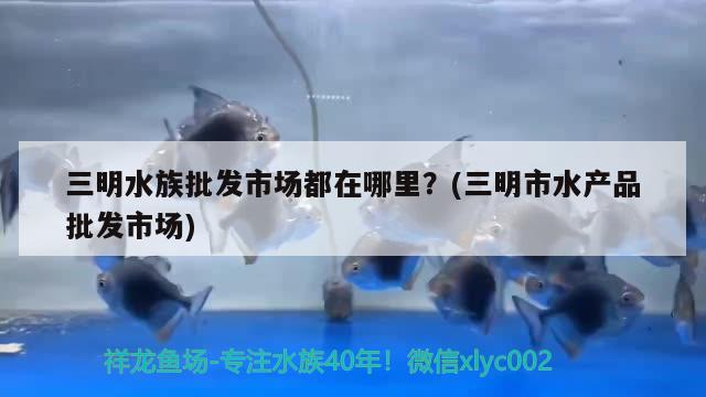 三明水族批发市场都在哪里？(三明市水产品批发市场) 观赏鱼水族批发市场