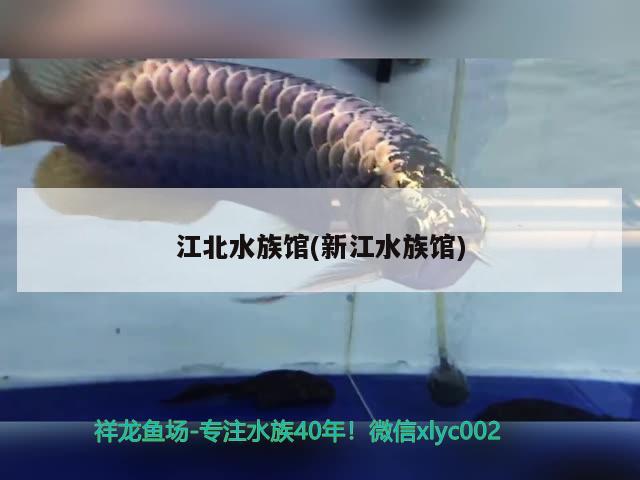 江北水族馆(新江水族馆) 星点金龙鱼