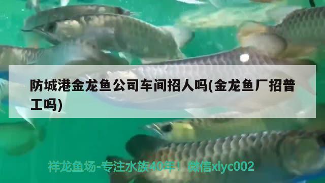 防城港金龙鱼公司车间招人吗(金龙鱼厂招普工吗) 红眼黄化幽灵火箭鱼|皇家火箭鱼