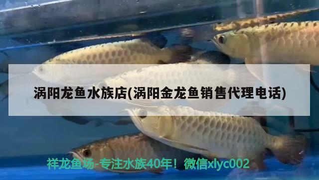 涡阳龙鱼水族店(涡阳金龙鱼销售代理电话)