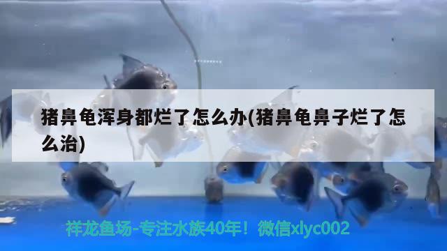 猪鼻龟浑身都烂了怎么办(猪鼻龟鼻子烂了怎么治)