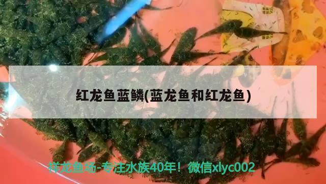 红龙鱼蓝鳞(蓝龙鱼和红龙鱼) 祥龙进口元宝凤凰鱼