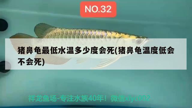 猪鼻龟最低水温多少度会死(猪鼻龟温度低会不会死)