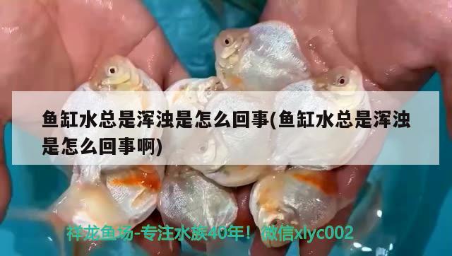 鱼缸水总是浑浊是怎么回事(鱼缸水总是浑浊是怎么回事啊) 肺鱼