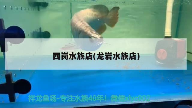 西岗水族店(龙岩水族店) 肺鱼