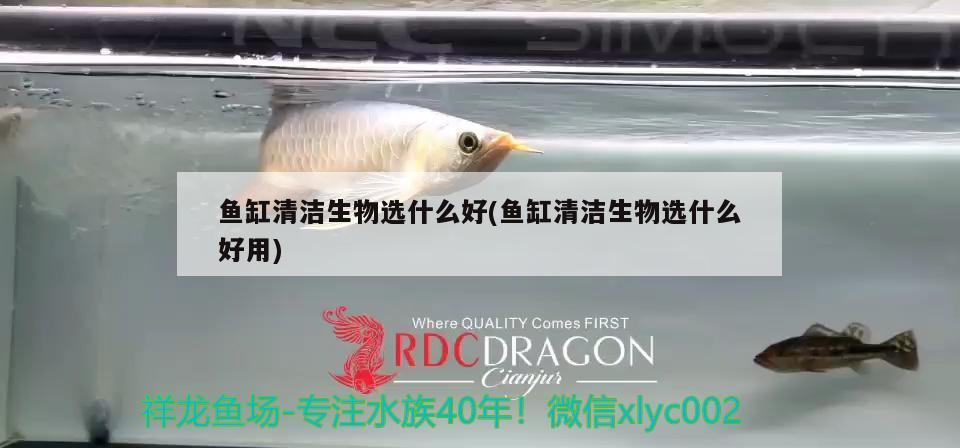 鱼缸清洁生物选什么好(鱼缸清洁生物选什么好用)