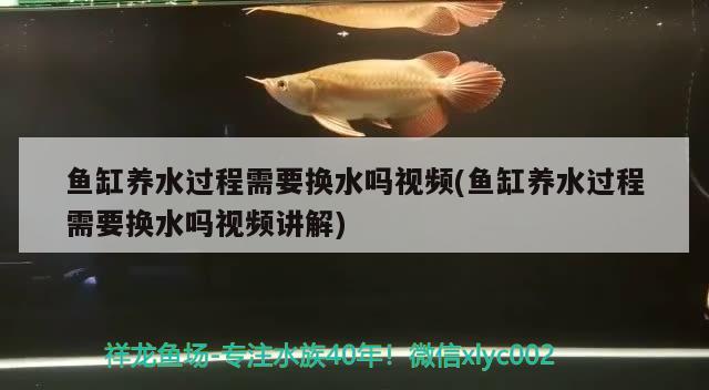 鱼缸养水过程需要换水吗视频(鱼缸养水过程需要换水吗视频讲解) 养鱼的好处