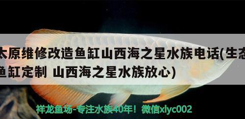 太原维修改造鱼缸山西海之星水族电话(生态鱼缸定制山西海之星水族放心) 二氧化碳设备