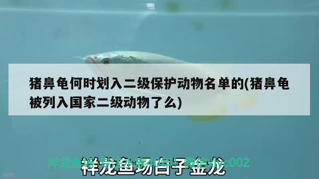 猪鼻龟何时划入二级保护动物名单的(猪鼻龟被列入国家二级动物了么)