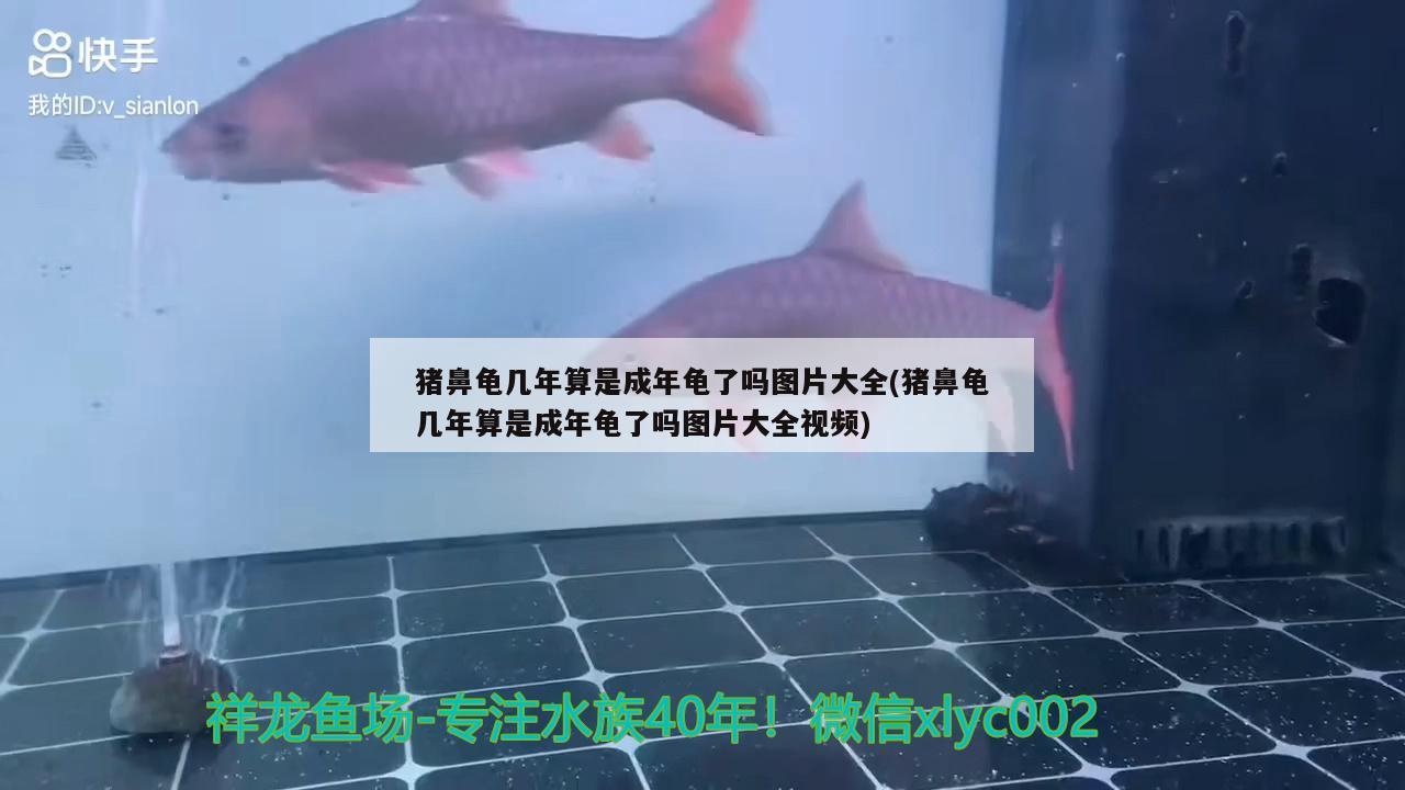 猪鼻龟几年算是成年龟了吗图片大全(猪鼻龟几年算是成年龟了吗图片大全视频)