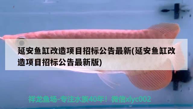 延安鱼缸改造项目招标公告最新(延安鱼缸改造项目招标公告最新版)