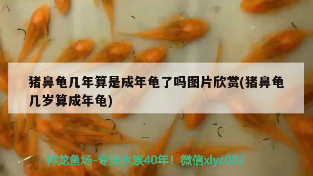 猪鼻龟几年算是成年龟了吗图片欣赏(猪鼻龟几岁算成年龟) 猪鼻龟