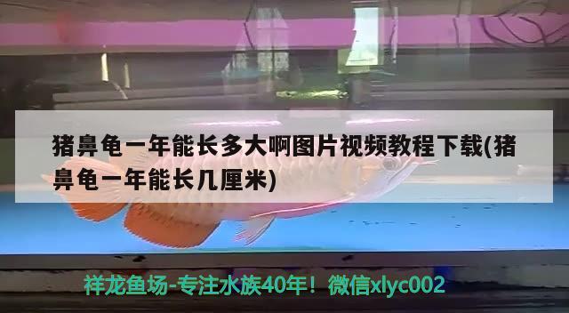 猪鼻龟一年能长多大啊图片视频教程下载(猪鼻龟一年能长几厘米) 猪鼻龟