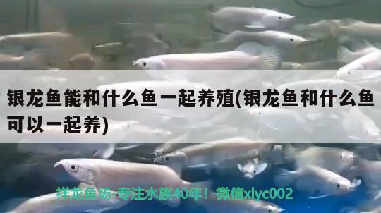 银龙鱼能和什么鱼一起养殖(银龙鱼和什么鱼可以一起养) 银龙鱼