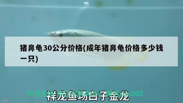 猪鼻龟30公分价格(成年猪鼻龟价格多少钱一只)