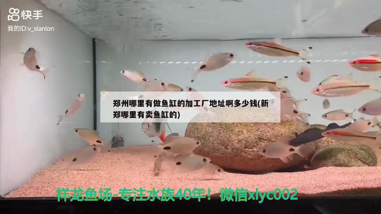 郑州哪里有做鱼缸的加工厂地址啊多少钱(新郑哪里有卖鱼缸的) 白子银版鱼