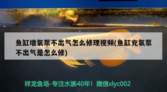 鱼缸增氧泵不出气怎么修理视频(鱼缸充氧泵不出气是怎么修) 鱼缸风水