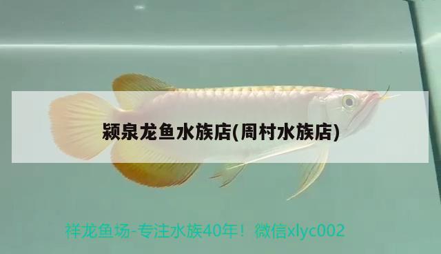 颍泉龙鱼水族店(周村水族店) 豹纹夫鱼苗