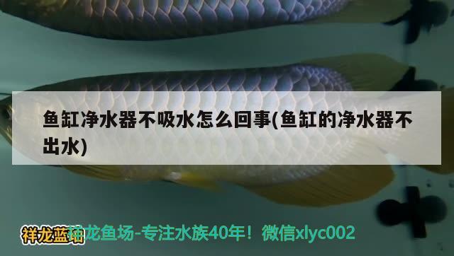 鱼缸净水器不吸水怎么回事(鱼缸的净水器不出水) 水族品牌