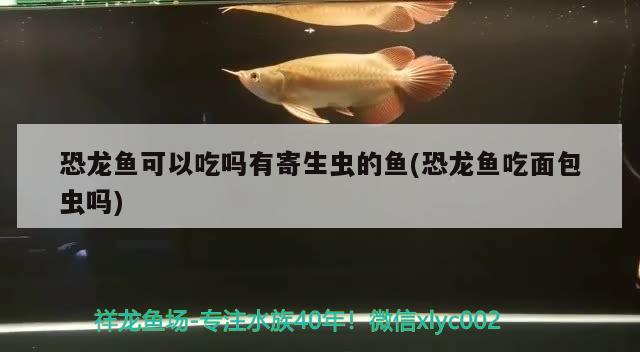 恐龙鱼可以吃吗有寄生虫的鱼(恐龙鱼吃面包虫吗)