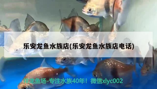 乐安龙鱼水族店(乐安龙鱼水族店电话) 白子金龙鱼