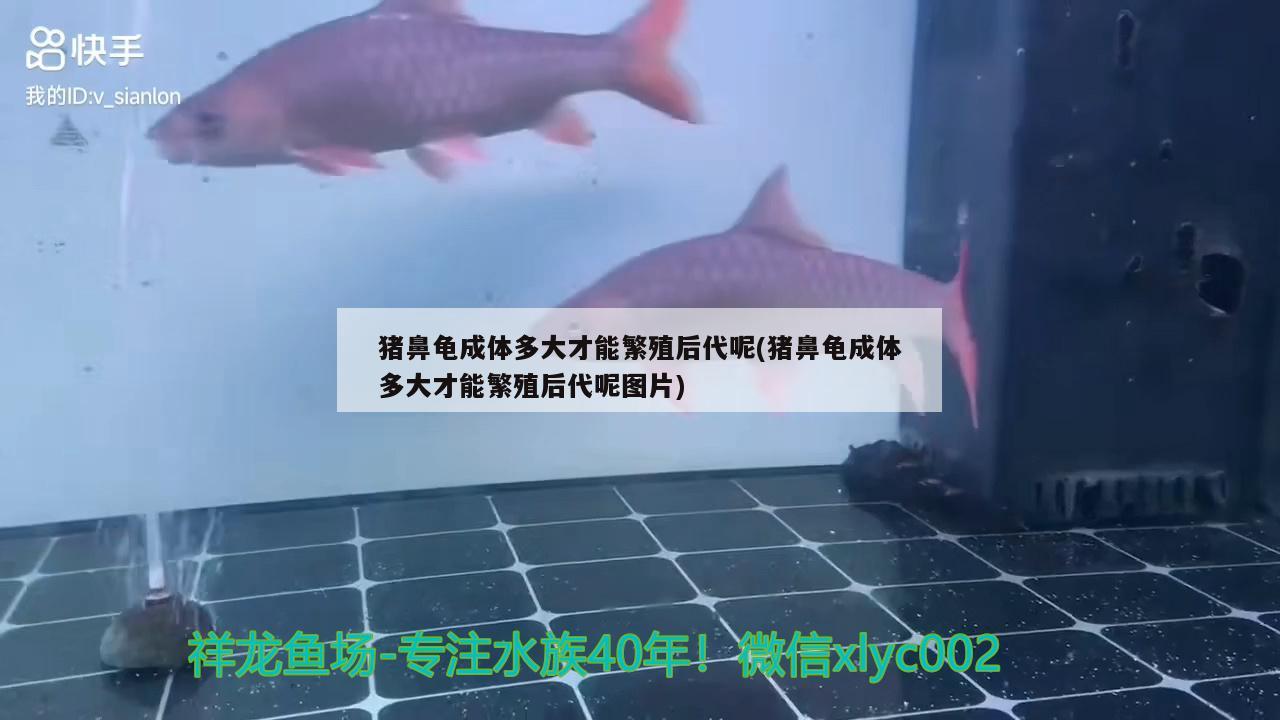 猪鼻龟成体多大才能繁殖后代呢(猪鼻龟成体多大才能繁殖后代呢图片) 猪鼻龟