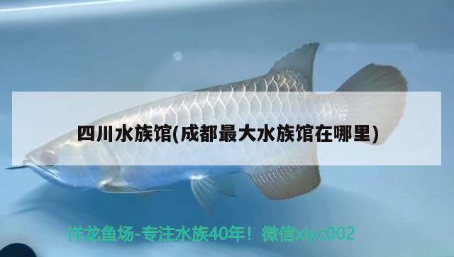 四川水族馆(成都最大水族馆在哪里) 朱巴利鱼