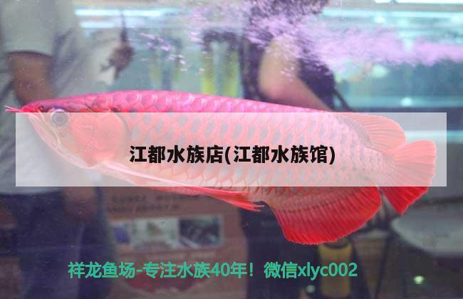 江都水族店(江都水族馆) 麦肯斯银版鱼