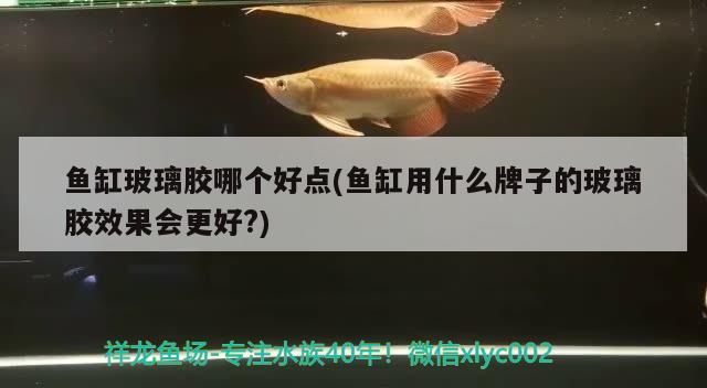 鱼缸玻璃胶哪个好点(鱼缸用什么牌子的玻璃胶效果会更好？) 鱼缸水泵