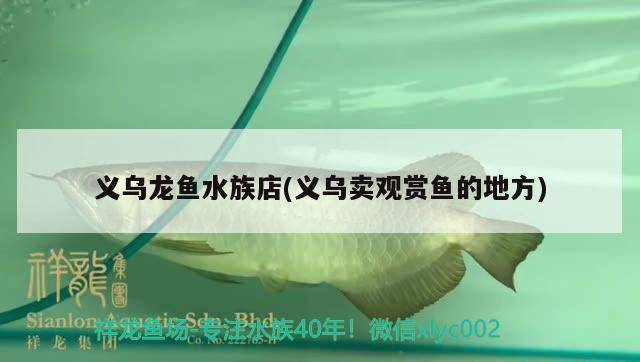 义乌龙鱼水族店(义乌卖观赏鱼的地方) 野彩鱼 第2张