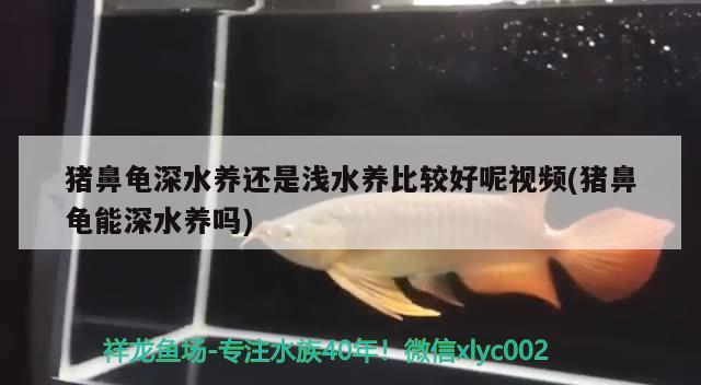 猪鼻龟深水养还是浅水养比较好呢视频(猪鼻龟能深水养吗)