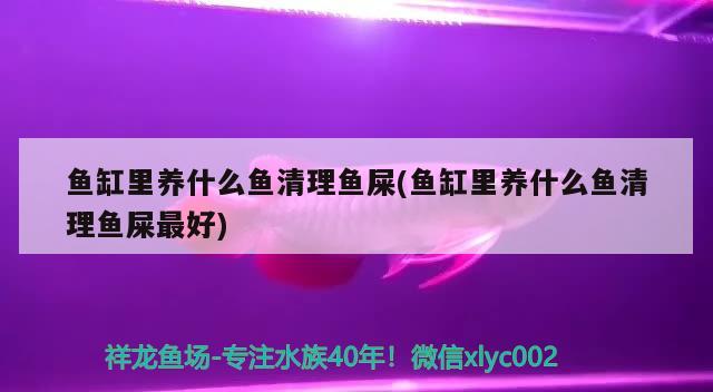 鱼缸里养什么鱼清理鱼屎(鱼缸里养什么鱼清理鱼屎最好) 赛级红龙鱼