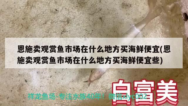 恩施卖观赏鱼市场在什么地方买海鲜便宜(恩施卖观赏鱼市场在什么地方买海鲜便宜些) 观赏鱼市场（混养鱼） 第2张