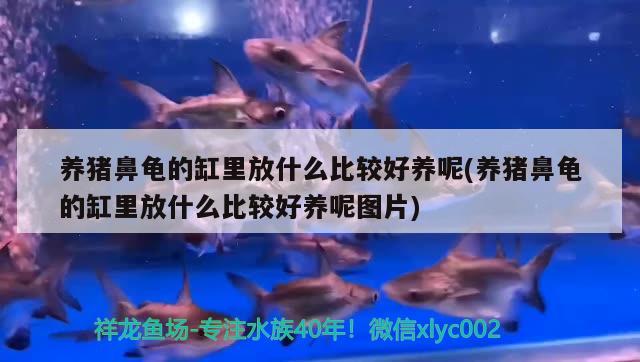 养猪鼻龟的缸里放什么比较好养呢(养猪鼻龟的缸里放什么比较好养呢图片) 猪鼻龟