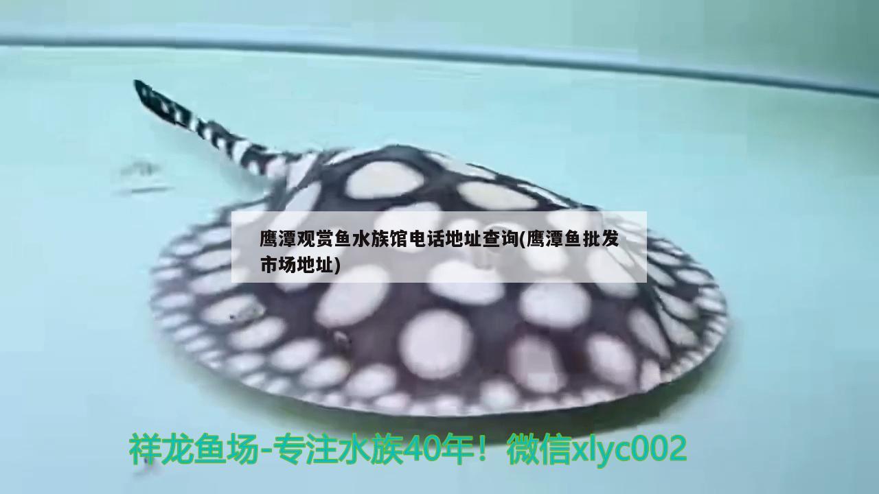 鹰潭观赏鱼水族馆电话地址查询(鹰潭鱼批发市场地址)