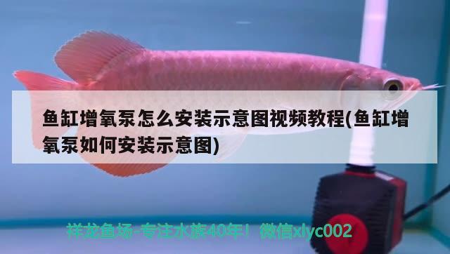 鱼缸增氧泵怎么安装示意图视频教程(鱼缸增氧泵如何安装示意图) 成吉思汗鲨（球鲨）鱼