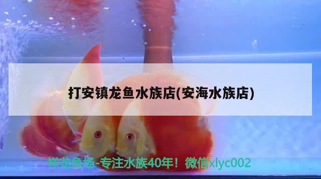 打安镇龙鱼水族店(安海水族店) 丹顶锦鲤鱼