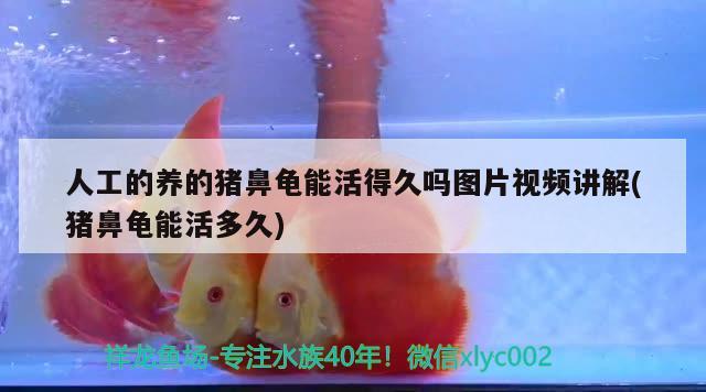 人工的养的猪鼻龟能活得久吗图片视频讲解(猪鼻龟能活多久)