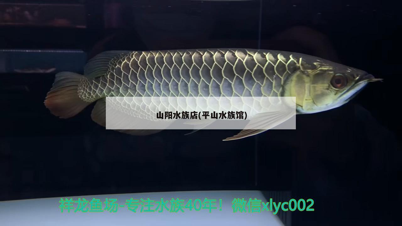 山阳水族店(平山水族馆) 三间鼠鱼