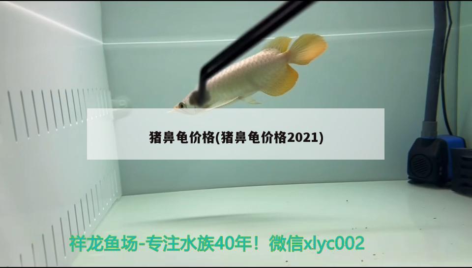 猪鼻龟价格(猪鼻龟价格2021) 猪鼻龟