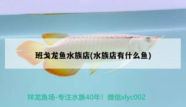 班戈龙鱼水族店(水族店有什么鱼) 水温计