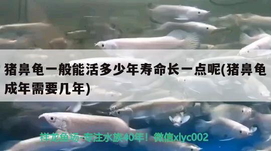 猪鼻龟一般能活多少年寿命长一点呢(猪鼻龟成年需要几年)