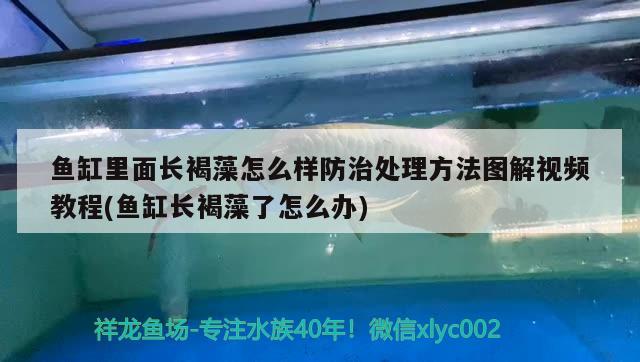 鱼缸里面长褐藻怎么样防治处理方法图解视频教程(鱼缸长褐藻了怎么办) 鱼缸风水