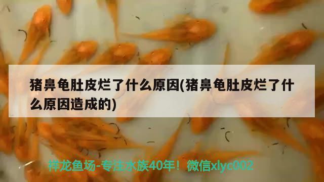 猪鼻龟肚皮烂了什么原因(猪鼻龟肚皮烂了什么原因造成的) 猪鼻龟