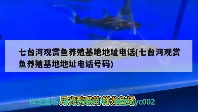 七台河观赏鱼养殖地址电话(七台河观赏鱼养殖地址电话号码) 斑马鸭嘴鱼苗