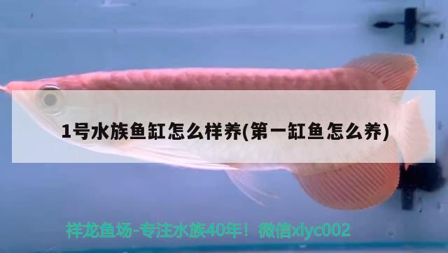 1号水族鱼缸怎么样养(第一缸鱼怎么养) 黑影道人鱼