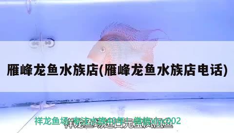 雁峰龙鱼水族店(雁峰龙鱼水族店电话) 绿皮辣椒小红龙 第2张